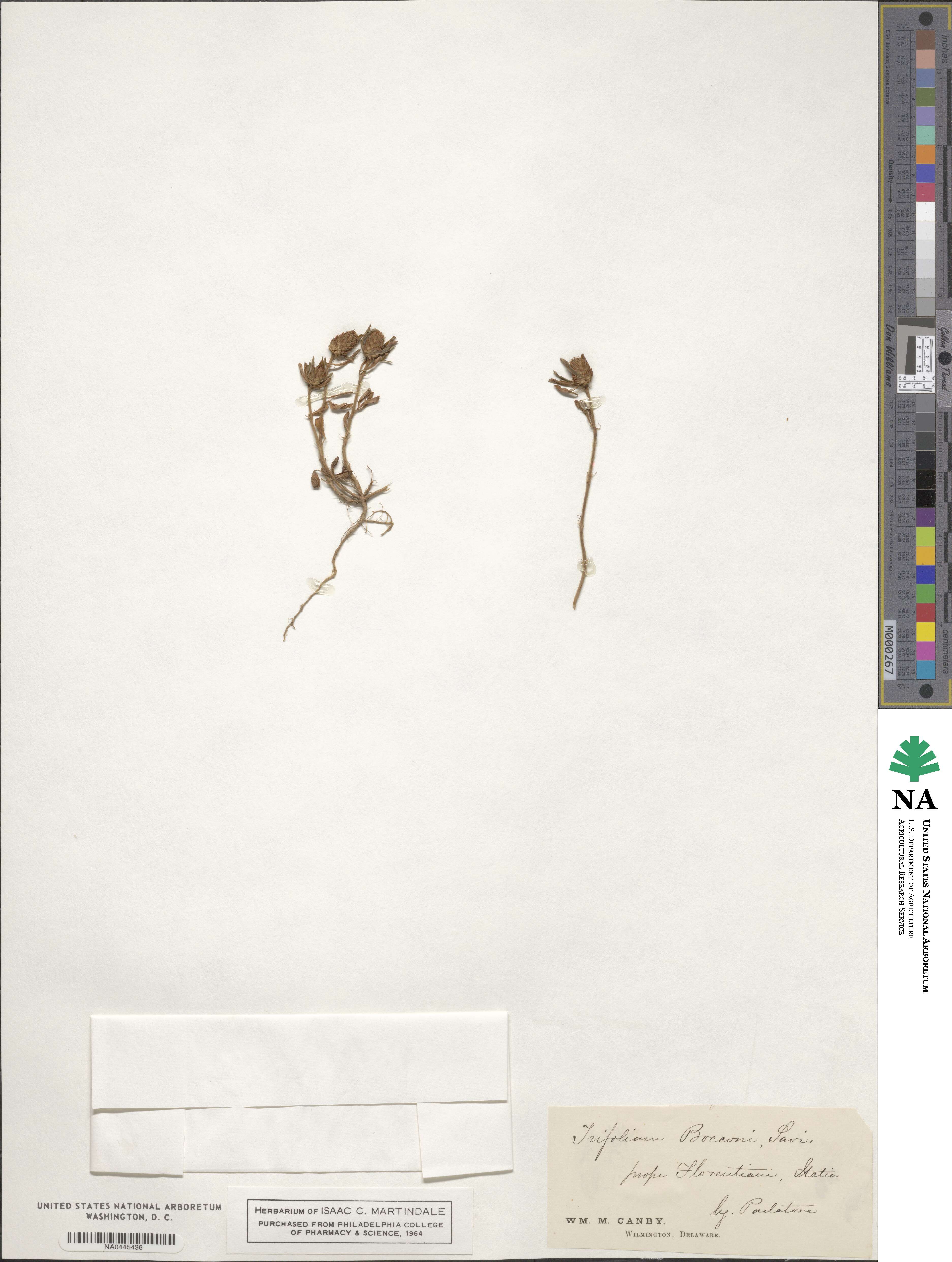 Trifolium bocconi image