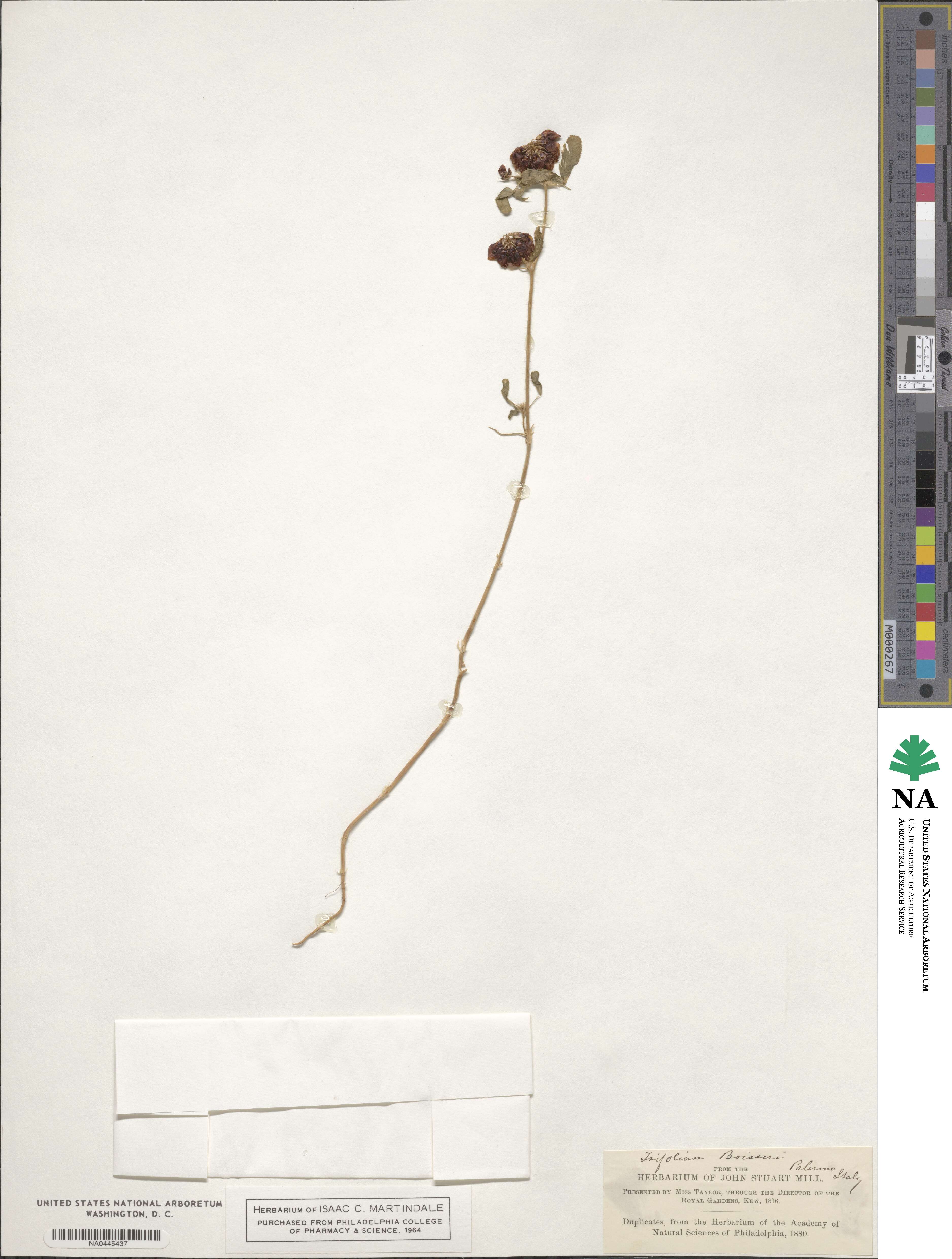 Trifolium boissieri image
