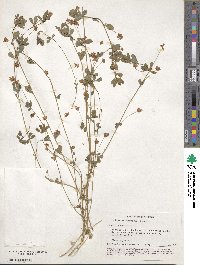 Trifolium campestre image