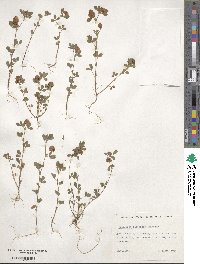 Trifolium campestre image