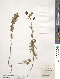 Trifolium campestre image