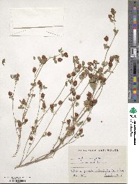 Trifolium campestre image