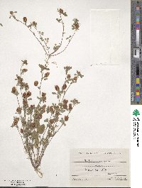 Trifolium campestre image