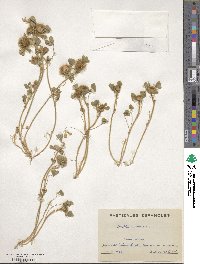 Trifolium cherleri image