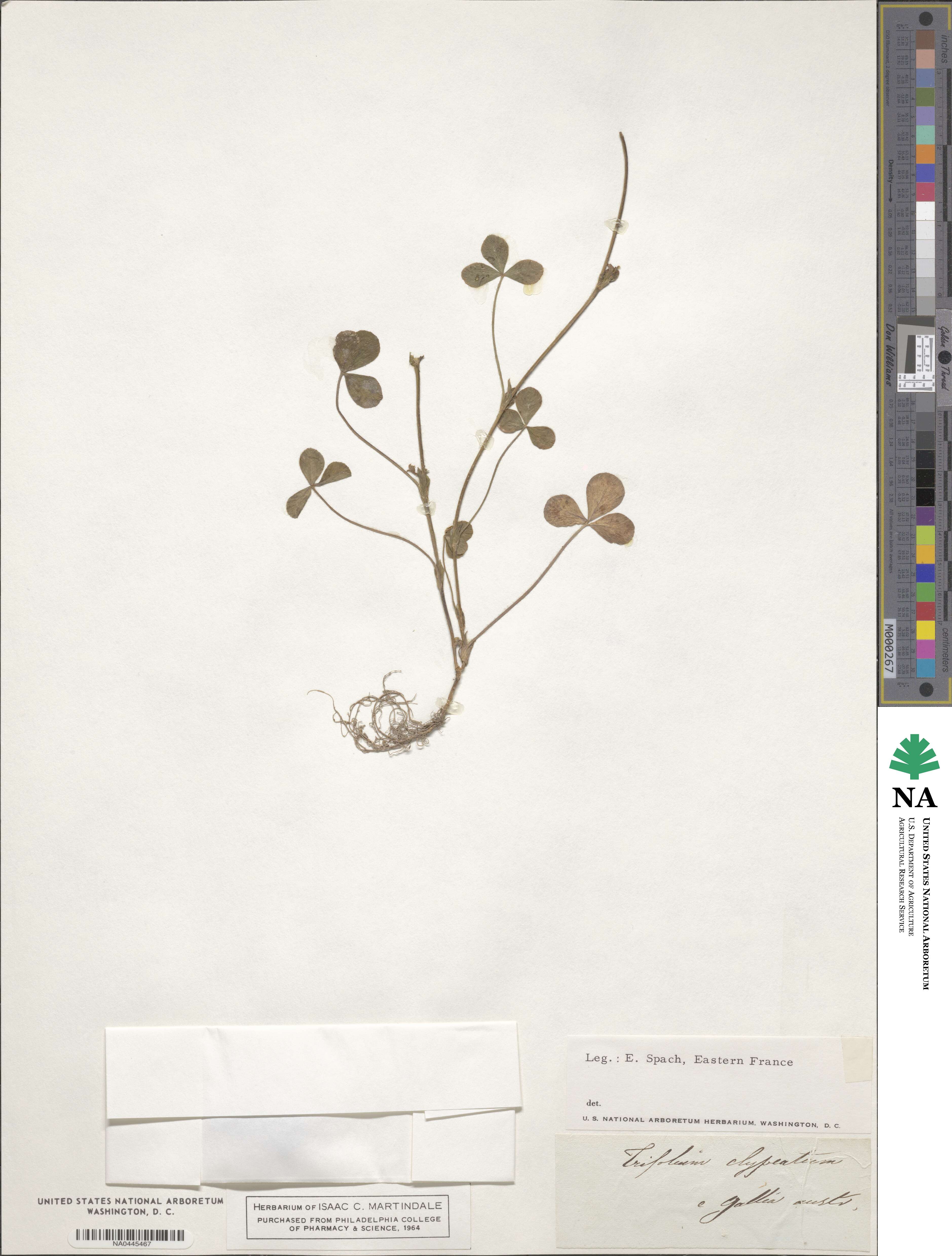 Trifolium clypeatum image