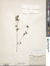 Trifolium echinatum image