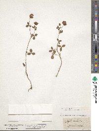 Trifolium hybridum subsp. elegans image