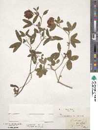 Trifolium medium image