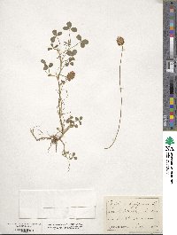 Trifolium fragiferum image