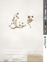 Trifolium fragiferum image