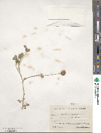 Trifolium fragiferum image