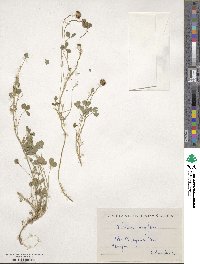 Trifolium fragiferum image