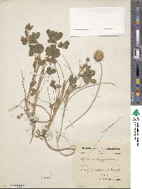 Trifolium fragiferum image