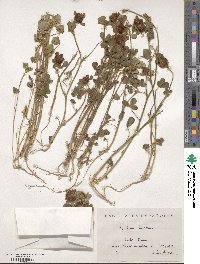 Trifolium hirtum image