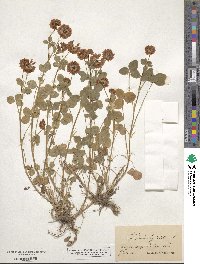 Trifolium hybridum image