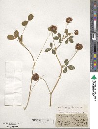 Trifolium hybridum image