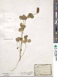 Trifolium incarnatum image