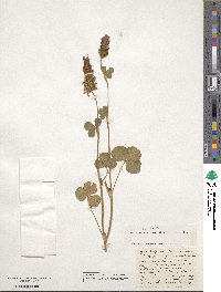 Trifolium incarnatum image