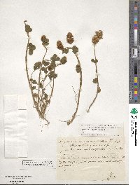 Trifolium incarnatum image