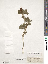 Trifolium incarnatum image