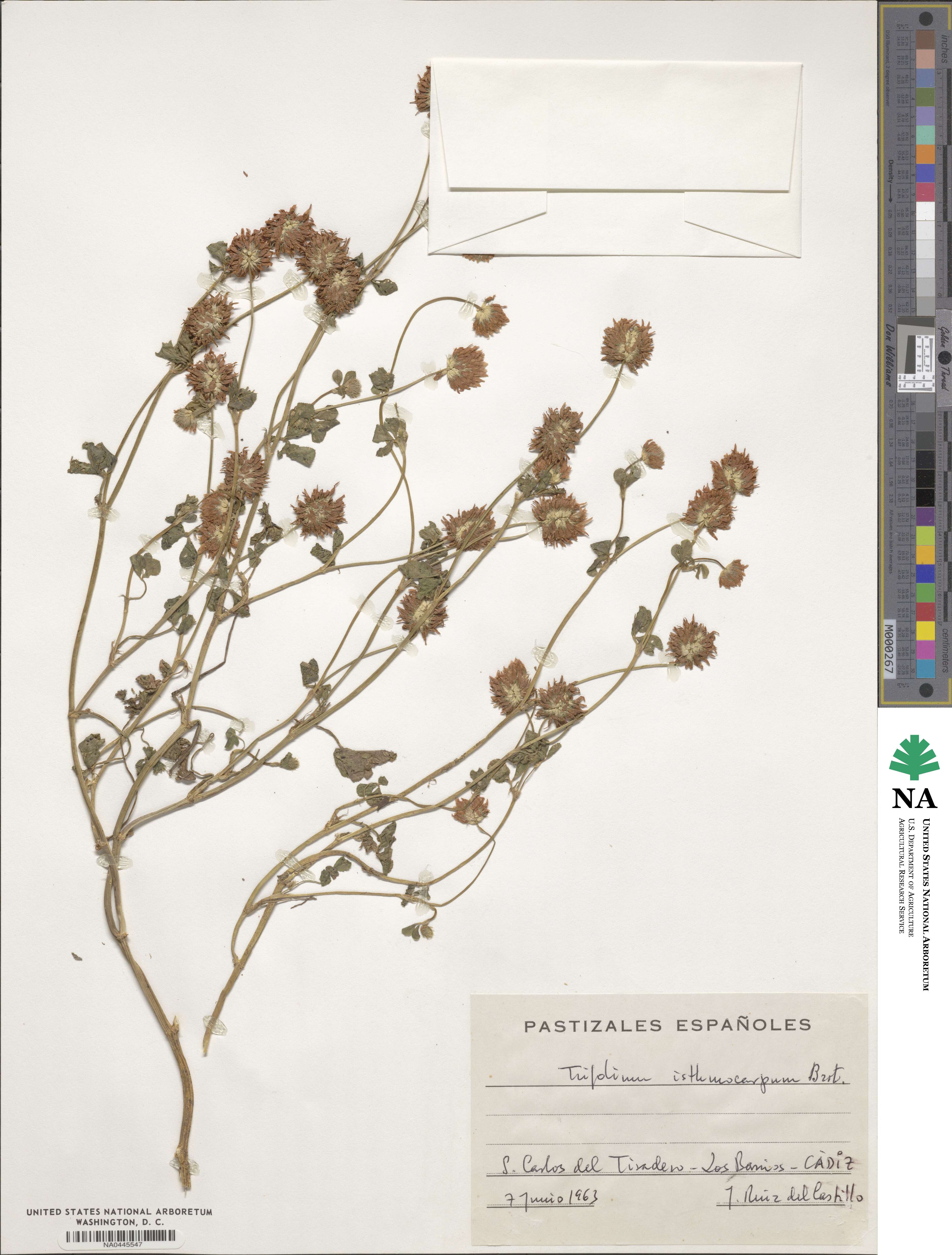 Trifolium isthmocarpum image