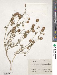 Trifolium isthmocarpum image