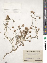 Trifolium isthmocarpum image