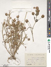 Trifolium isthmocarpum image