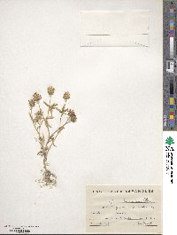 Trifolium strictum image