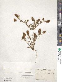 Trifolium lagopus image