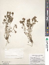 Trifolium lappaceum image