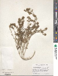 Trifolium lappaceum image