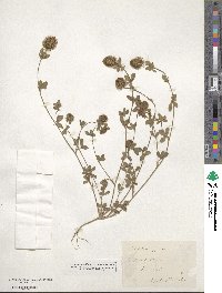 Trifolium lappaceum image