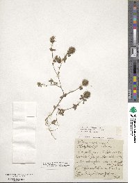 Trifolium lappaceum image