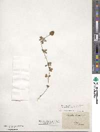 Trifolium lappaceum image