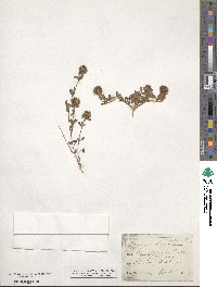 Trifolium lappaceum image