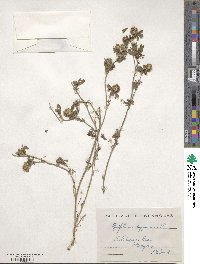 Trifolium lappaceum image