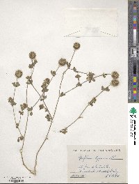 Trifolium lappaceum image