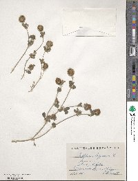 Trifolium lappaceum image