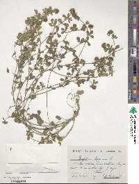 Trifolium lappaceum image