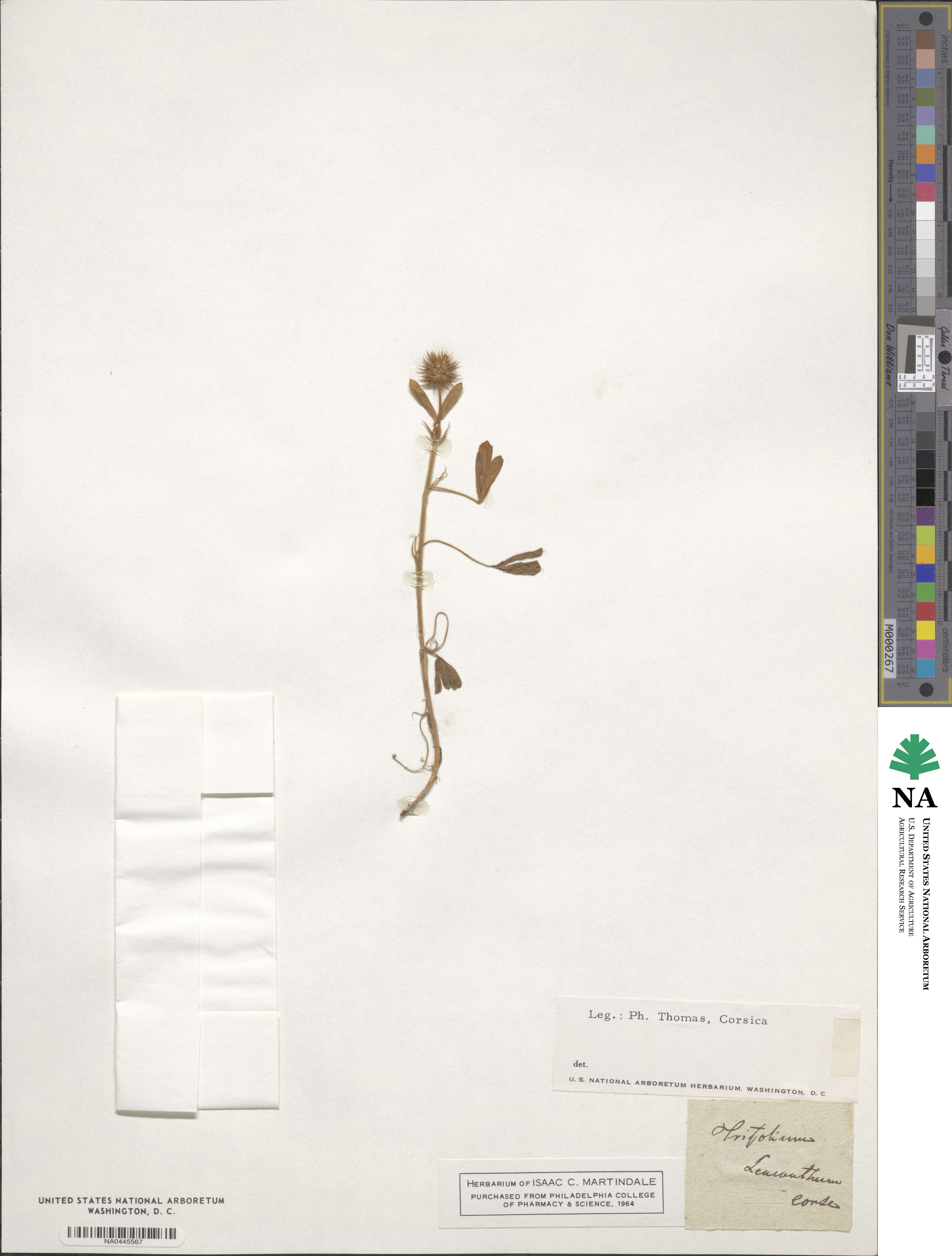 Trifolium leucanthum image
