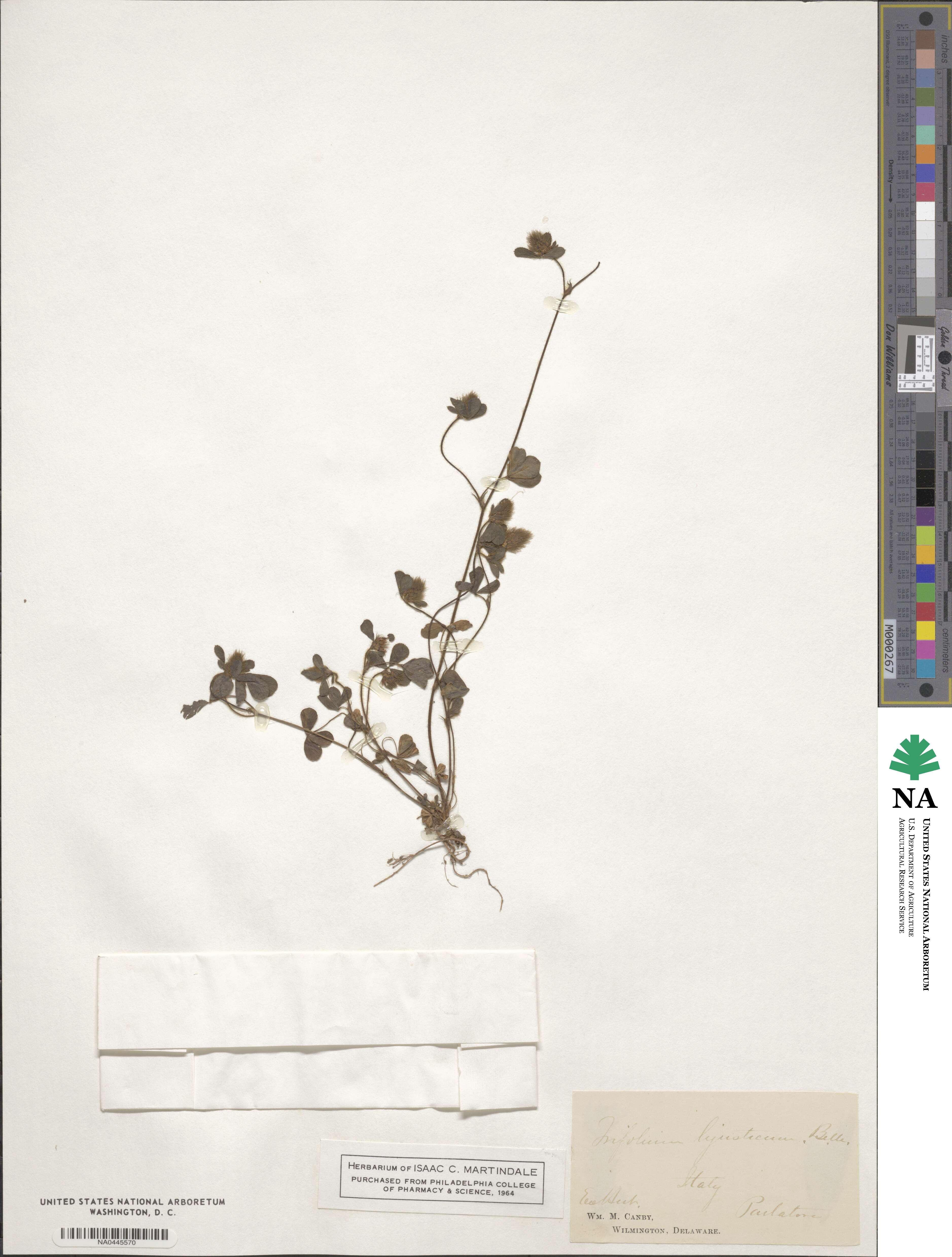 Trifolium ligusticum image