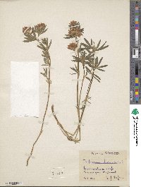 Trifolium lupinaster image