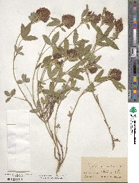 Trifolium medium image