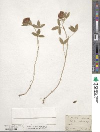 Trifolium medium image