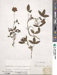 Trifolium medium image