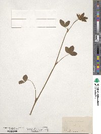 Trifolium medium image