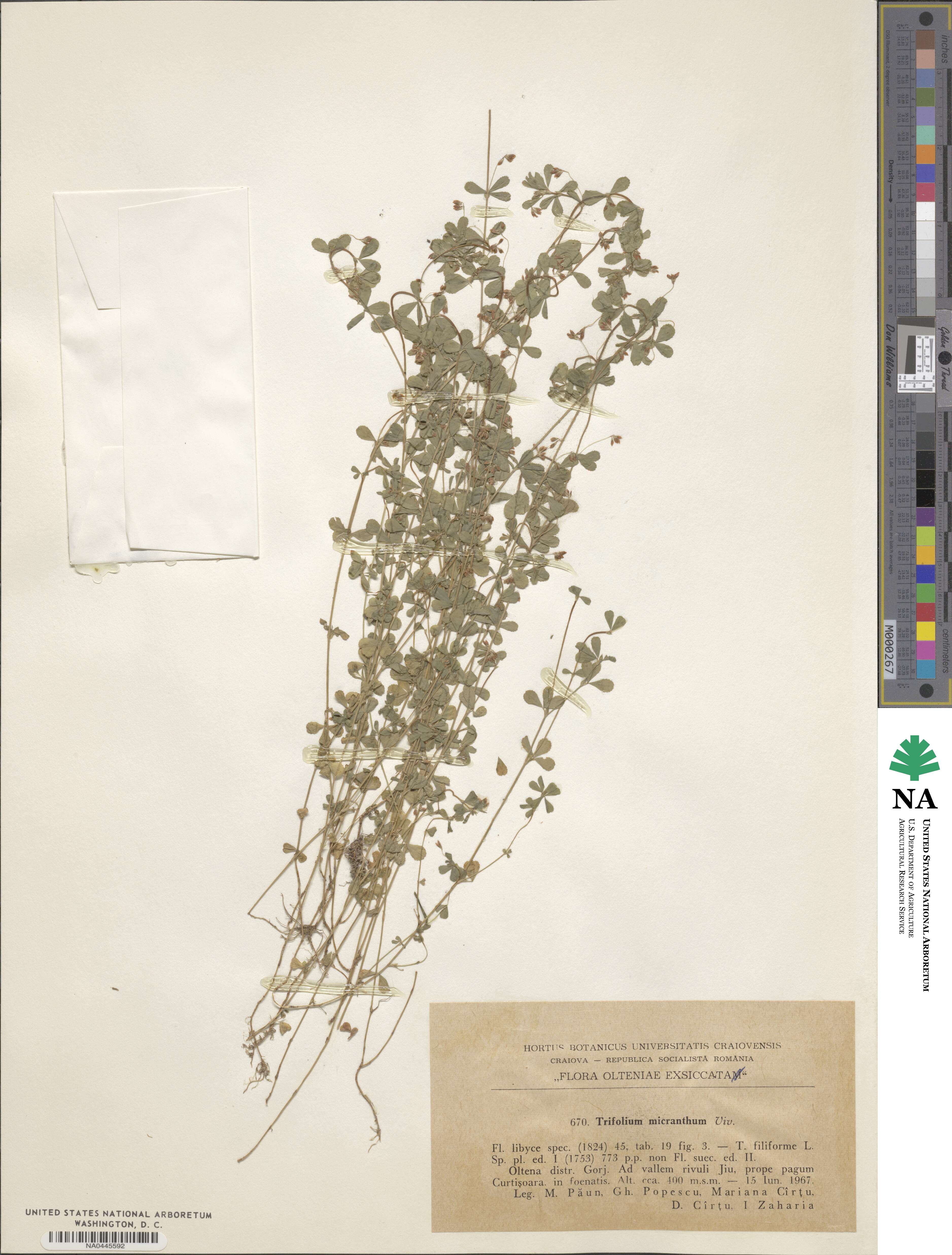 Trifolium micranthum image