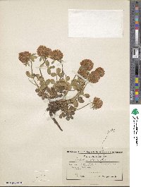 Trifolium pratense subsp. pratense image