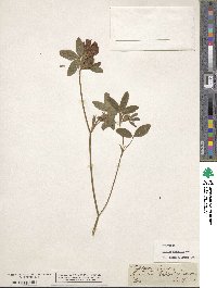 Trifolium ochroleucum image